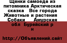 Щенки самоеда из питомника Арктическая сказка - Все города Животные и растения » Собаки   . Амурская обл.,Бурейский р-н